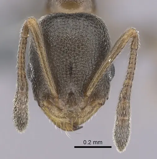 Cardiocondyla melana specimen