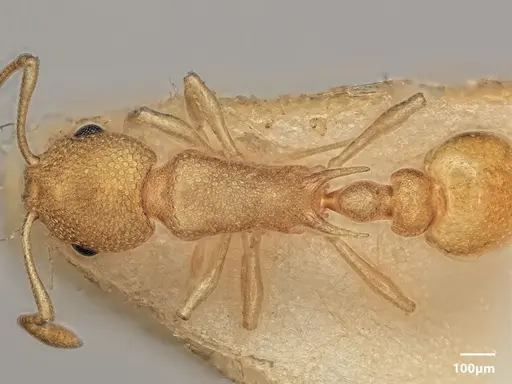 Cardiocondyla micropila specimen