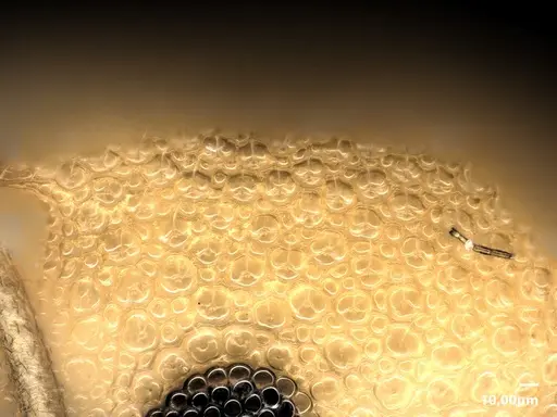 Cardiocondyla micropila specimen