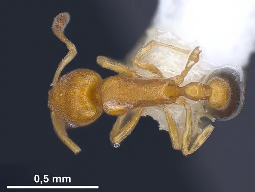 Cardiocondyla minutior specimen