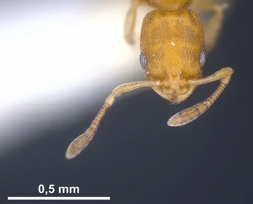 Cardiocondyla minutior specimen