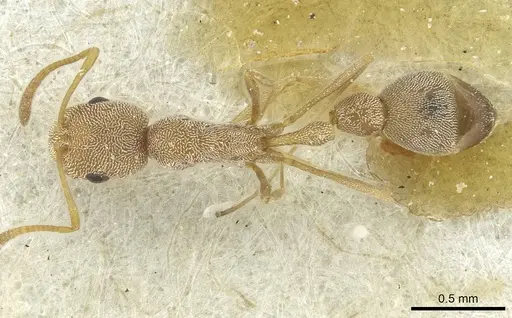 Cardiocondyla monardi specimen