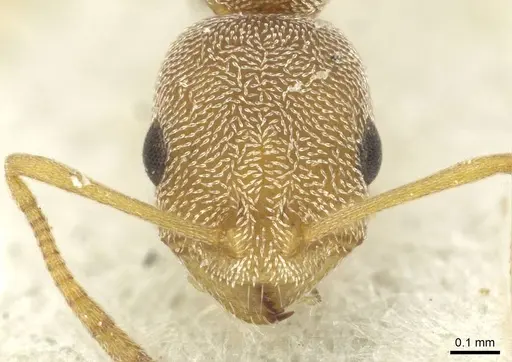 Cardiocondyla monardi specimen