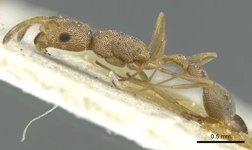 Cardiocondyla monardi specimen