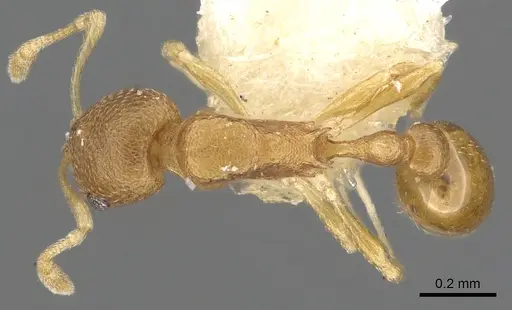 Cardiocondyla nana specimen