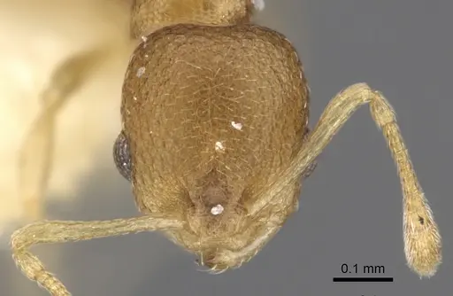 Cardiocondyla nana specimen