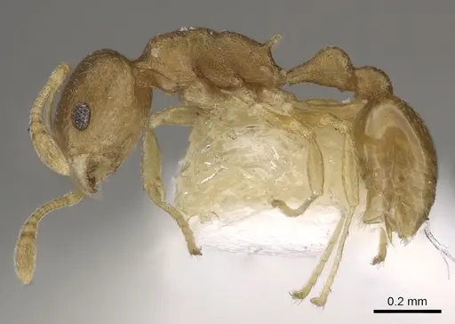 Cardiocondyla nana specimen