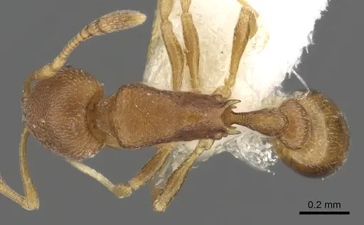 Cardiocondyla neferka specimen