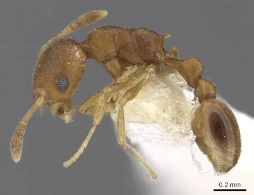 Cardiocondyla neferka specimen