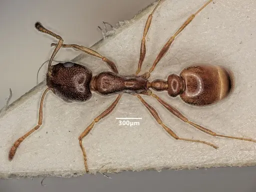 Cardiocondyla nigra specimen