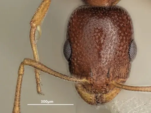 Cardiocondyla nigra specimen