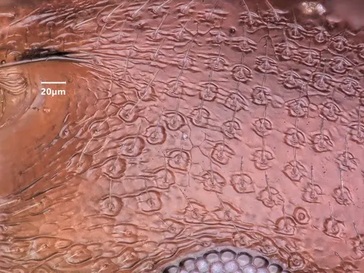 Cardiocondyla nigra specimen