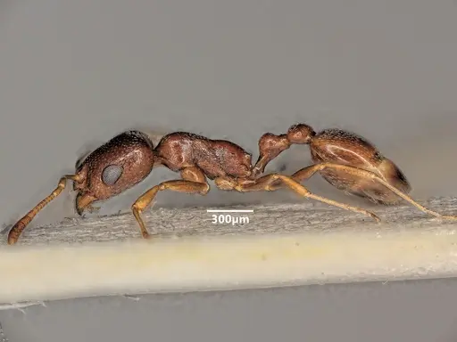 Cardiocondyla nigra - ANTWEB1048524