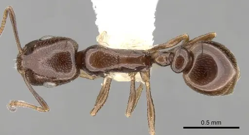 Cardiocondyla nigra - CASENT0281805