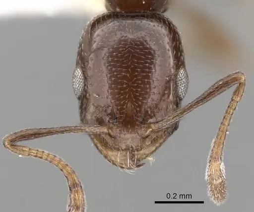 Cardiocondyla nigra - CASENT0281805