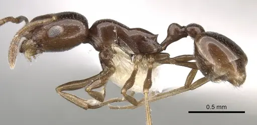 Cardiocondyla nigra - CASENT0281805