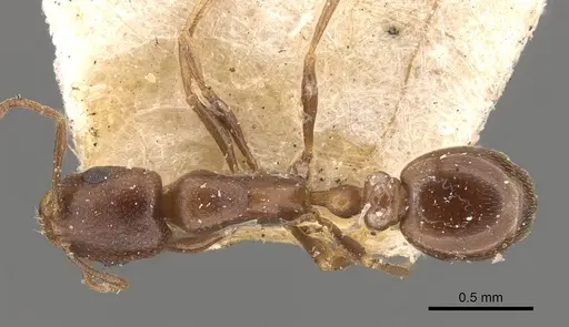 Cardiocondyla nigra - CASENT0908336