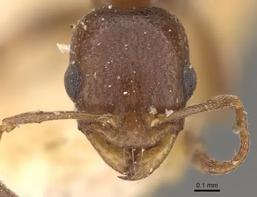 Cardiocondyla nigra - CASENT0908336