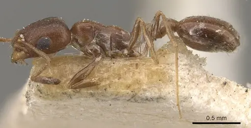 Cardiocondyla nigra - CASENT0908336