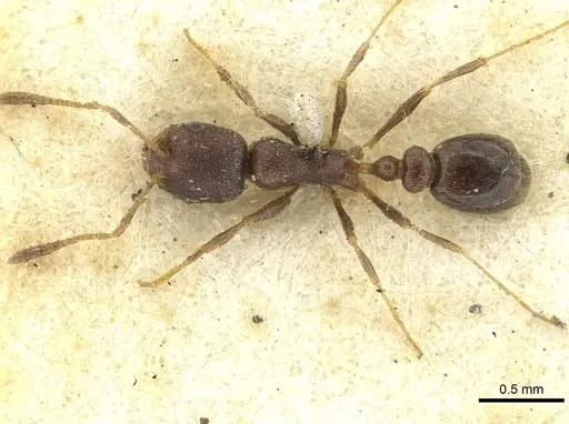 Cardiocondyla nigra - CASENT0913594