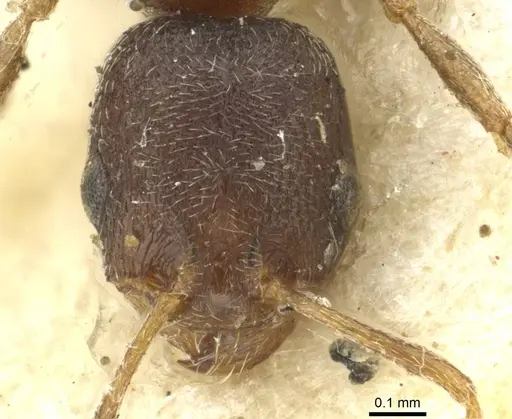 Cardiocondyla nigra - CASENT0913594