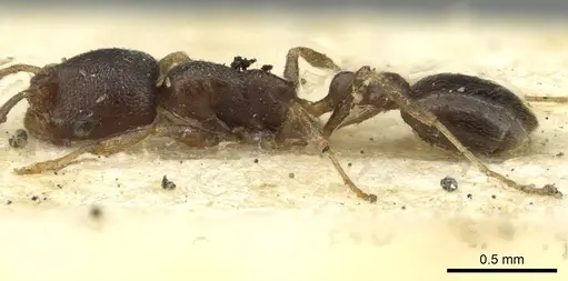 Cardiocondyla nigra - CASENT0913594