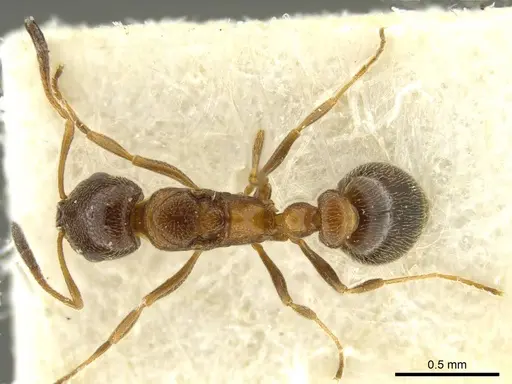 Cardiocondyla nigra - CASENT0919730