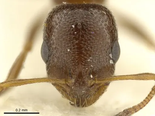 Cardiocondyla nigra - CASENT0919730