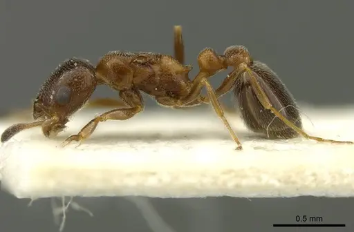 Cardiocondyla nigra - CASENT0919730