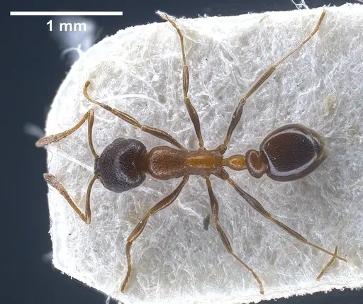 Cardiocondyla nigra - FOCOL0728