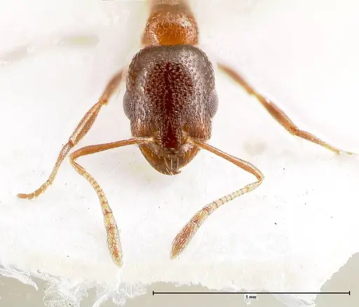 Cardiocondyla nigra - FOCOL0728