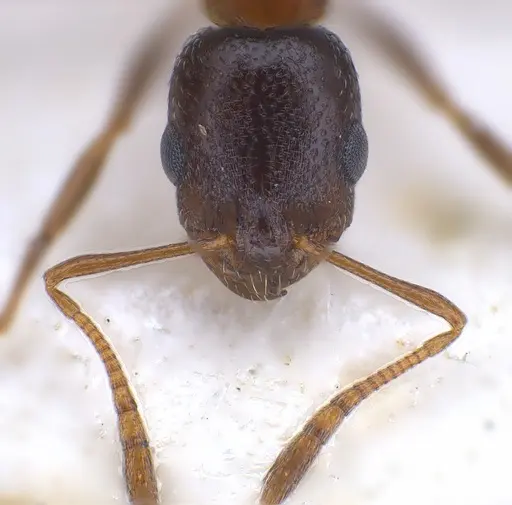 Cardiocondyla nigra - FOCOL0728