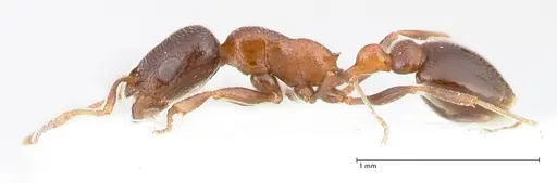 Cardiocondyla nigra - FOCOL0728