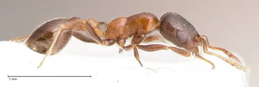 Cardiocondyla nigra - FOCOL0728