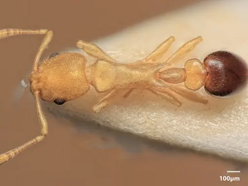 Cardiocondyla nigrocerea specimen