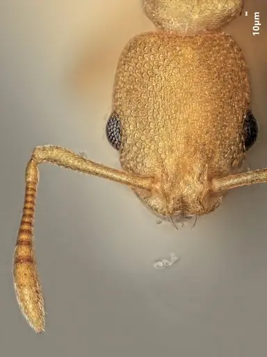 Cardiocondyla nigrocerea specimen