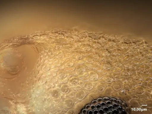 Cardiocondyla nigrocerea specimen