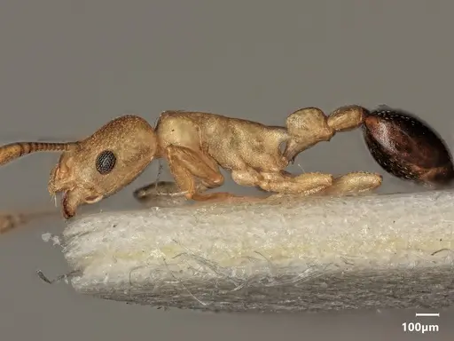 Cardiocondyla nigrocerea - ANTWEB1048525