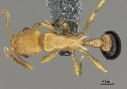 Cardiocondyla nigrocerea - CASENT0280592