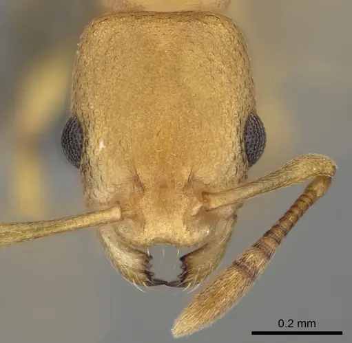 Cardiocondyla nigrocerea - CASENT0280592