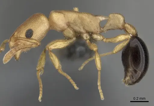 Cardiocondyla nigrocerea - CASENT0280592