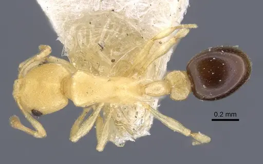 Cardiocondyla nigrocerea - CASENT0916975