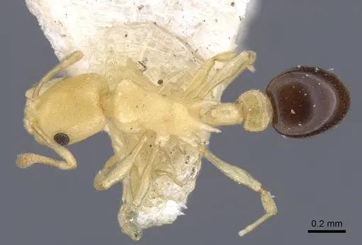 Cardiocondyla nigrocerea - CASENT0916975