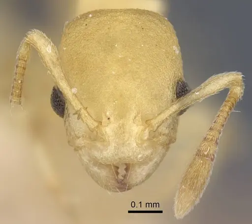 Cardiocondyla nigrocerea - CASENT0916975