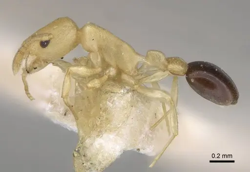 Cardiocondyla nigrocerea - CASENT0916975