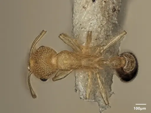 Cardiocondyla nivalis specimen