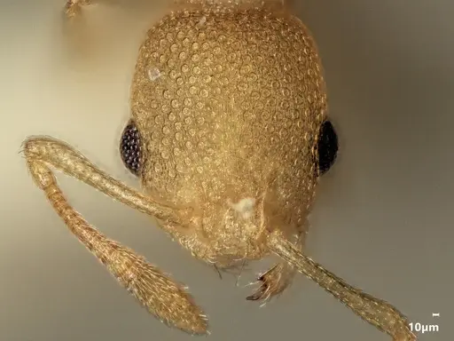 Cardiocondyla nivalis specimen