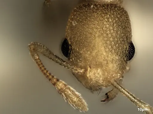Cardiocondyla nivalis specimen