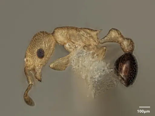 Cardiocondyla nivalis - ANTWEB1048526