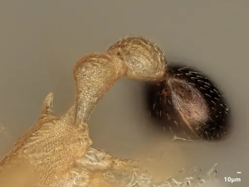 Cardiocondyla nivalis - ANTWEB1048526